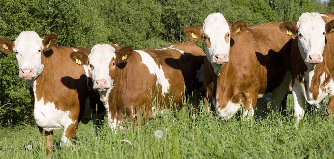 La UE autoriza cuatro razas más en la IGP “Carne de Cantabria”