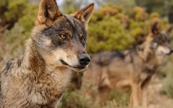 LA CONSEJERÍA AMPLÍA HASTA EL 30 DE SEPTIEMBRE EL PLAZO PARA LA EXTRACCIÓN CONTROLADA DE 10 LOBOS