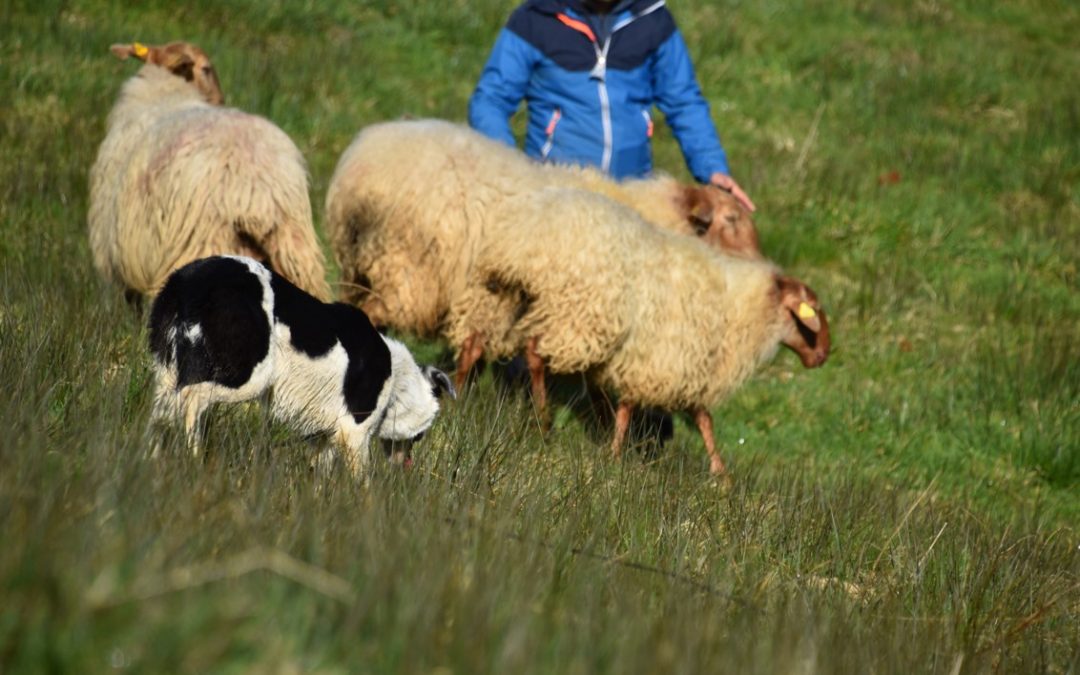 JORNADA DEMOSTRATIVA DE MANEJO DE OVINOS Y CAPRINOS EN PASTOREO CON PERROS DE CAREA EN LA FINCA LA JERRIZUELA