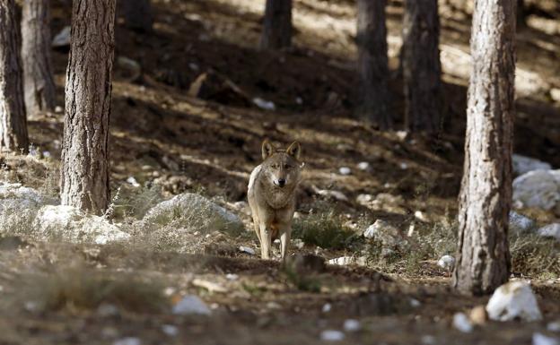 PUBLICADAS LAS AYUDAS POR SERVICIOS AMBIENTALES EN ZONAS CON PRESENCIA DE LOBOS