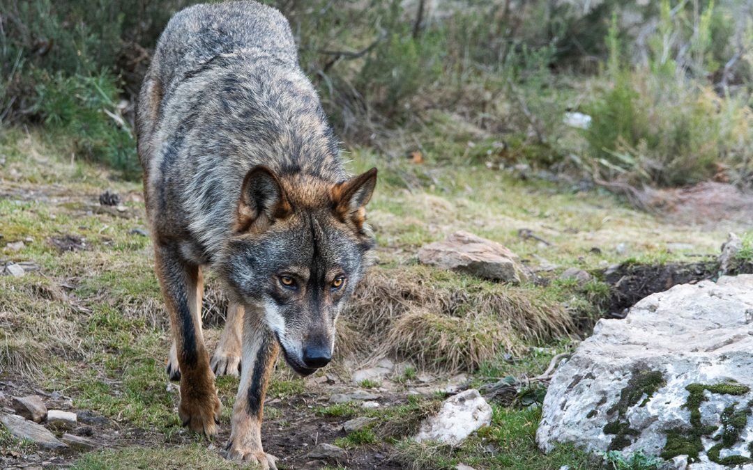 EL MINISTERIO PUBLICARÁ PRÓXIMAMENTE LAS EXCEPCIONES PARA REALIZAR CONTROLES DEL LOBO