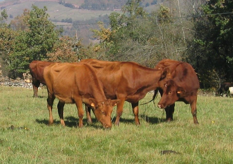 JORNADA SOBRE LA VACA PASIEGA EL 29 DE MARZO EN EL CIFA