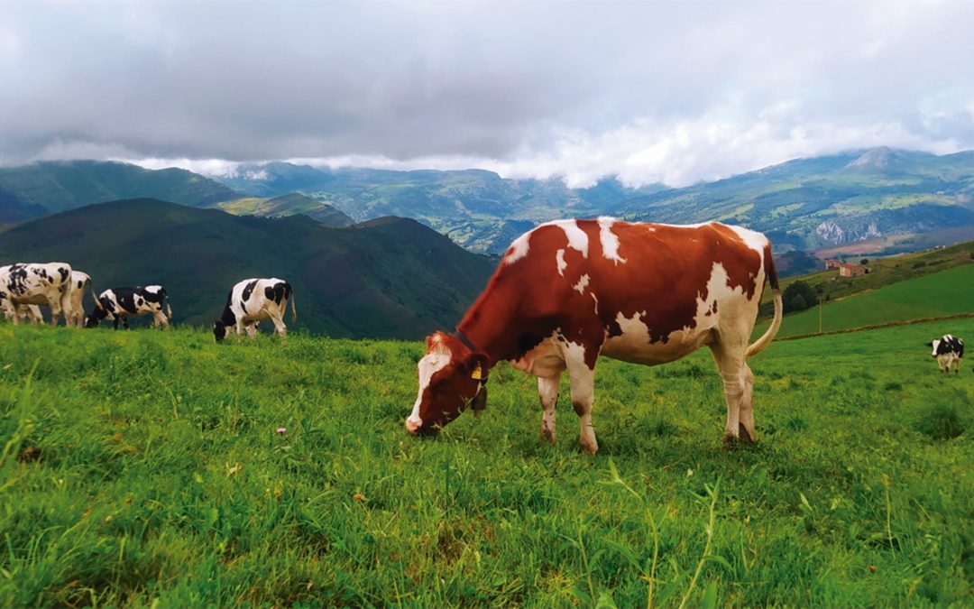 LAS ORGANIZACIONES AGRARIAS ADVIERTEN DE LAS GRAVES CONSECUENCIAS QUE TENDRIA PARA LA CADENA AGROALIMENTARIA LA PRETENSION DE LA INDUSTRIA LÁCTEA DE BAJAR EL PRECIO DE LA LECHE AL PRODUCTOR.