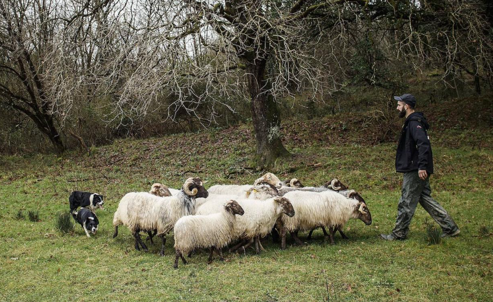 DEMOSTRACIÓN DE PASTOREO CON PERRO BORDER COLLIE EN POLACIONES