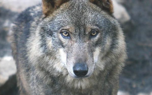 LAS ORGANIZACIONES AGRARIAS, COOPERATIVAS Y LA FEDERACION DE RAZAS CÁRNICAS DE CANTABRIA MANIFIESTAN SU APOYO A LAS MEDIDAS LLEVADAS A CABO POR EL GOBIERNO REGIONAL PARA PALIAR LOS DAÑOS DEL LOBO