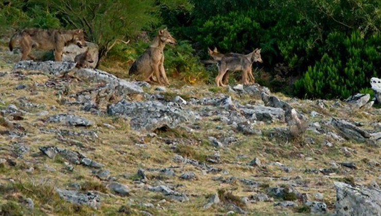 UGAM-COAG SE ADHIERE A LAS ACCIONES QUE TOME LA CONSEJERÍA DE GANADERÍA PARA DEFENDER EL PLAN DE GESTION DEL LOBO DE CANTABRIA