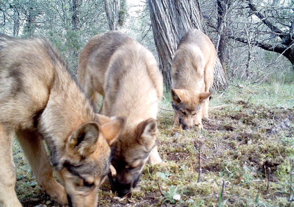 LAS OPAS DICEN NO AL DOCUMENTO SOBRE LA ESTRATEGIA DE GESTIÓN DEL LOBO PLANTEADO POR EL MITECO