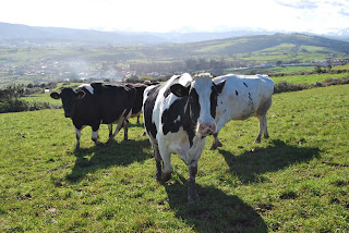 Informe mensual de entregas de leche para el mes de abril publicado por el FEGA