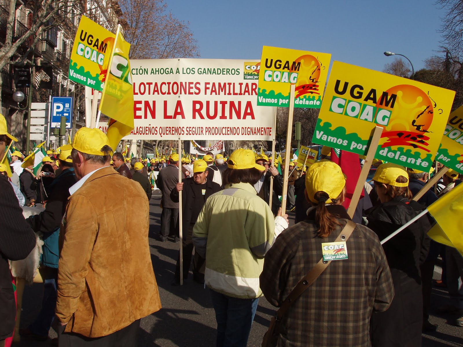 MANIFESTACION TODOS LOS SECToRES GANADEROS EN MADRID