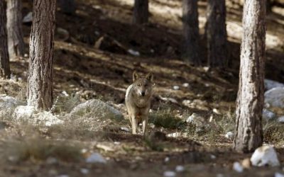 UGAM-COAG CALIFICA DE DESPROPÓSITO LA PROLONGACIÓN DE LA PROTECCIÓN DEL LOBO HASTA 2031