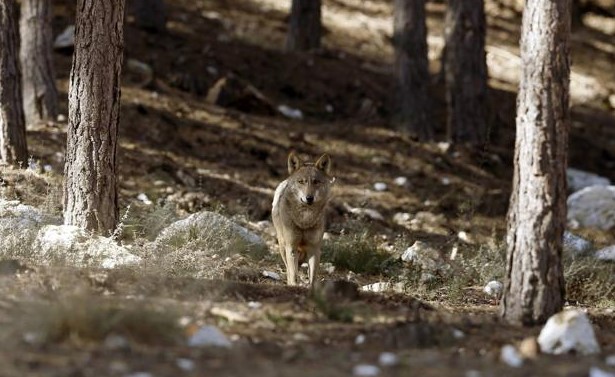 UGAM-COAG CALIFICA DE DESPROPÓSITO LA PROLONGACIÓN DE LA PROTECCIÓN DEL LOBO HASTA 2031