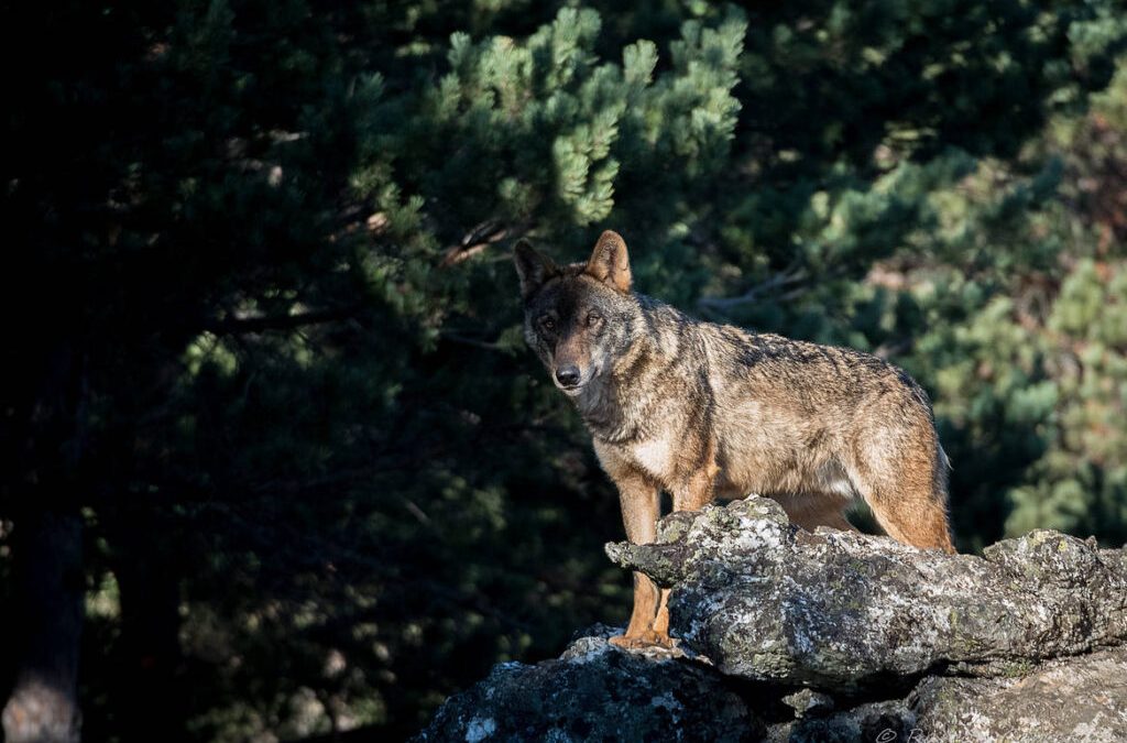 UGAM-COAG CELEBRA LA DECISIÓN DE LA UNIÓN EUROPEA DE REBAJAR LA PROTECCIÓN DEL LOBO