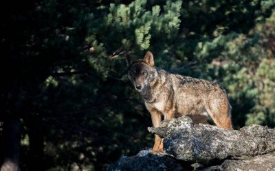 UGAM-COAG CELEBRA LA DECISIÓN DE LA UNIÓN EUROPEA DE REBAJAR LA PROTECCIÓN DEL LOBO