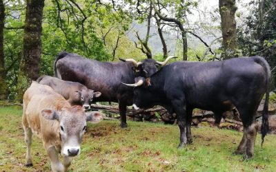 RECORDATORIO FIN PLAZO. AYUDAS DESTINADAS A ESTIMULAR EL CEBO DE TERNEROS Y POTROS MACHOS DE LAS RAZAS LOCALES AMENAZADAS DE CANTABRIA PARA 2024