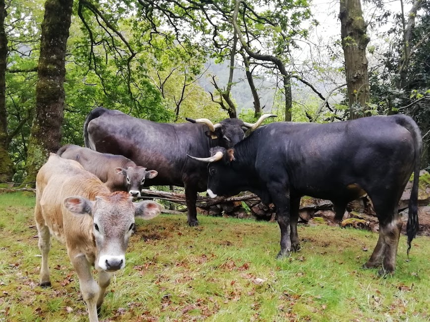 RECORDATORIO FIN PLAZO. AYUDAS DESTINADAS A ESTIMULAR EL CEBO DE TERNEROS Y POTROS MACHOS DE LAS RAZAS LOCALES AMENAZADAS DE CANTABRIA PARA 2024